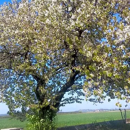 Peschi In Fiore فندق مبيت وإفطار *