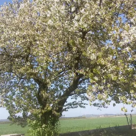 Peschi In Fiore فاليجيو سول مينشيو